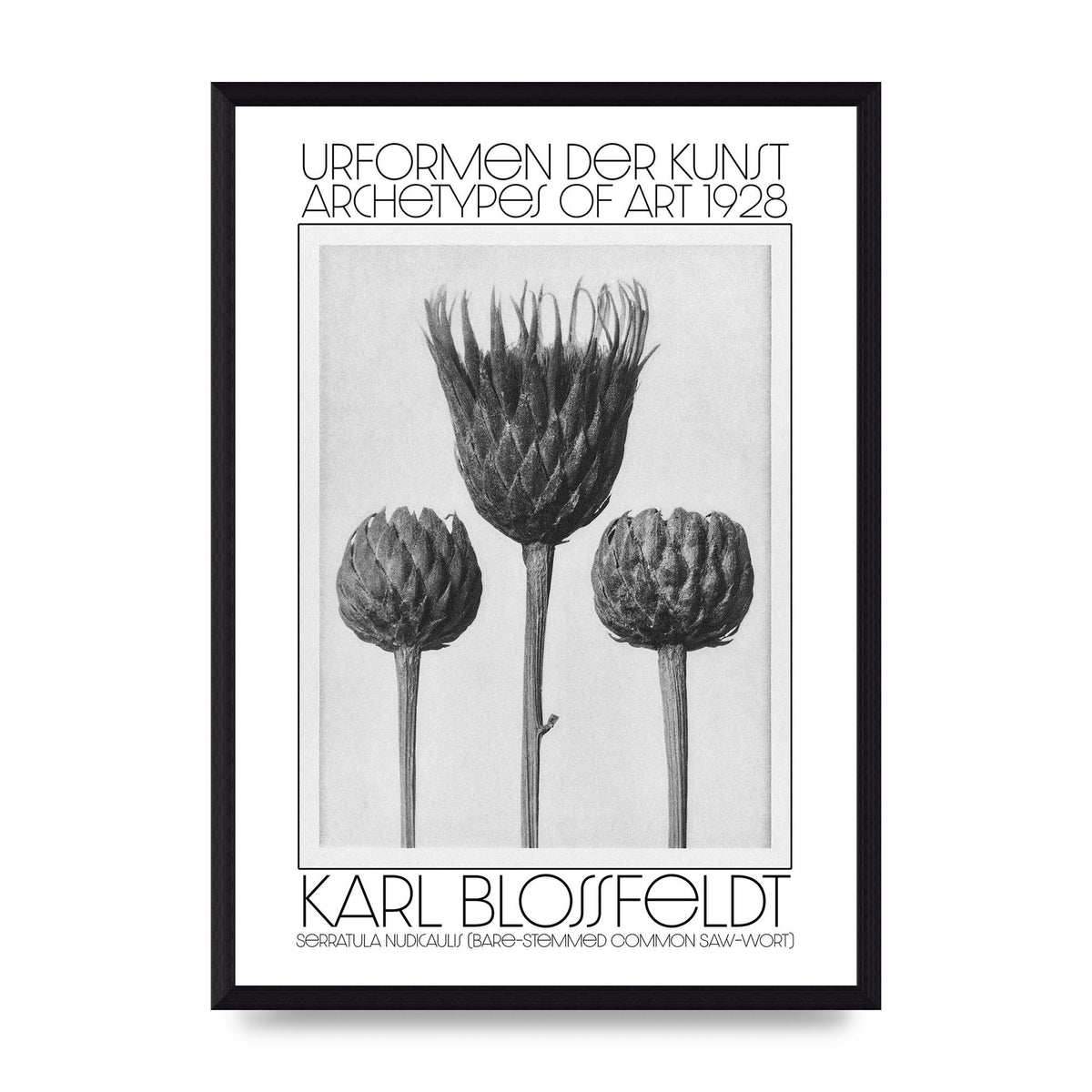 Karl Blossfeldt Urformen Der Kunst 1928 Serratula Nudicaulis Bare Stemmed Common Saw Wort Wall Art - A3 framed