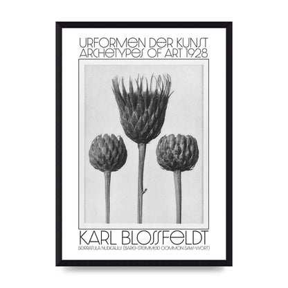 Karl Blossfeldt Urformen Der Kunst 1928 Serratula Nudicaulis Bare Stemmed Common Saw Wort Wall Art - A3 framed
