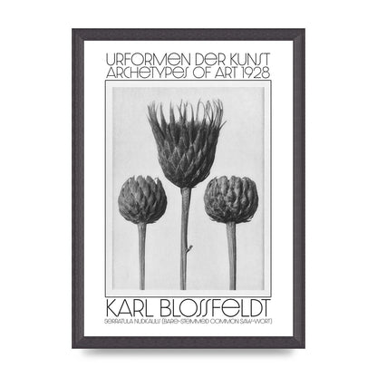 Karl Blossfeldt Urformen Der Kunst 1928 Serratula Nudicaulis Bare Stemmed Common Saw Wort Wall Art - A3 framed