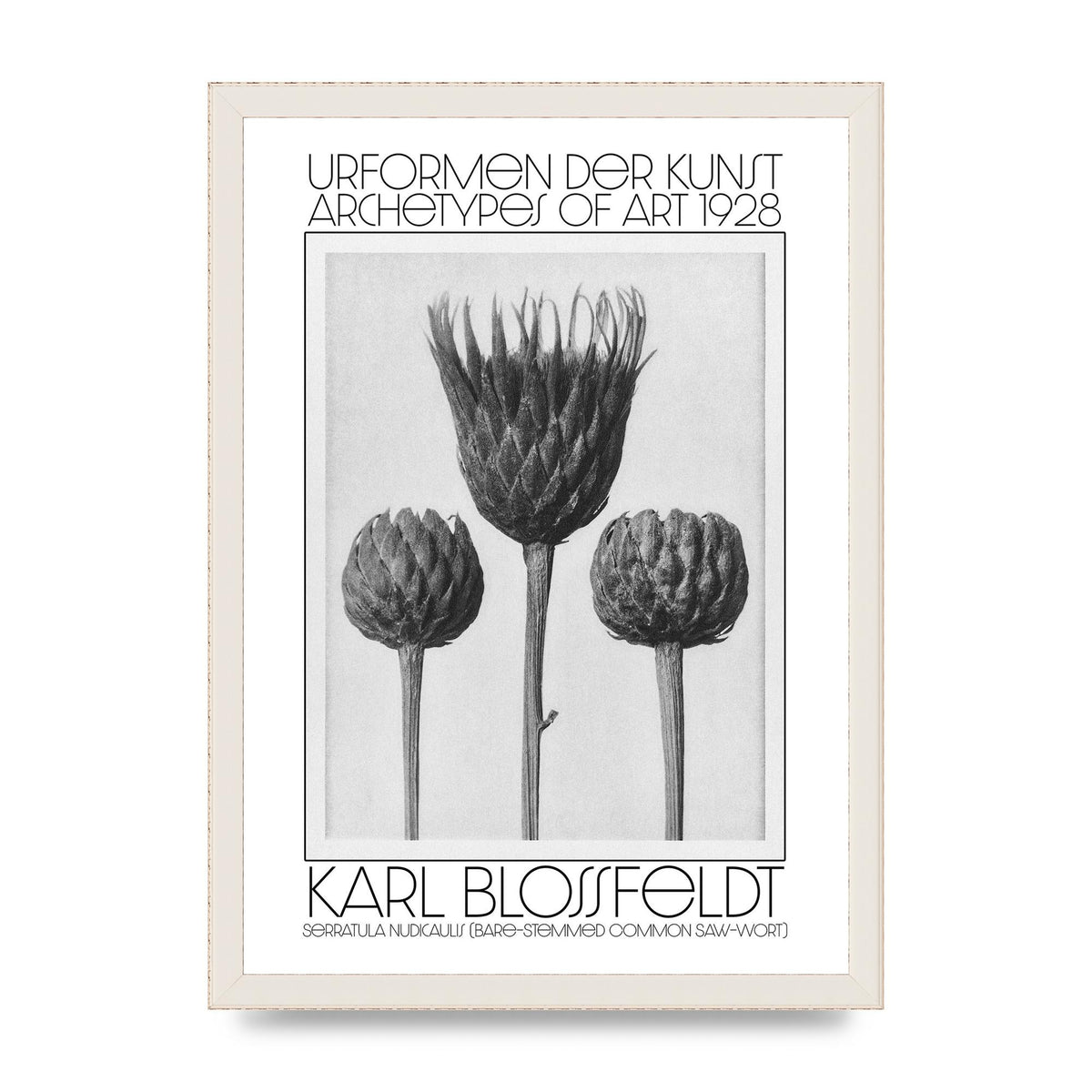 Karl Blossfeldt Urformen Der Kunst 1928 Serratula Nudicaulis Bare Stemmed Common Saw Wort Wall Art - A3 framed