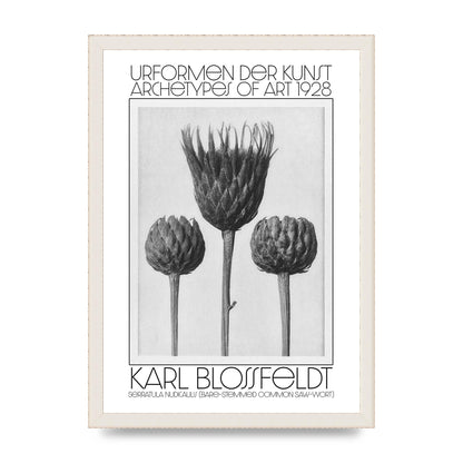 Karl Blossfeldt Urformen Der Kunst 1928 Serratula Nudicaulis Bare Stemmed Common Saw Wort Wall Art - A3 framed