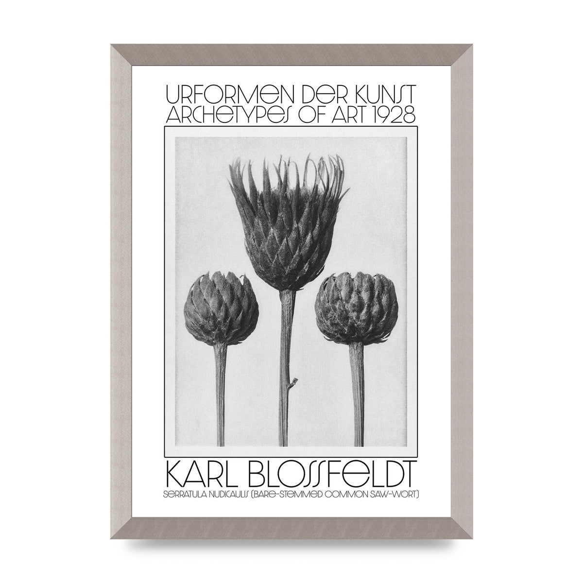 Karl Blossfeldt Urformen Der Kunst 1928 Serratula Nudicaulis Bare Stemmed Common Saw Wort Wall Art - A3 framed