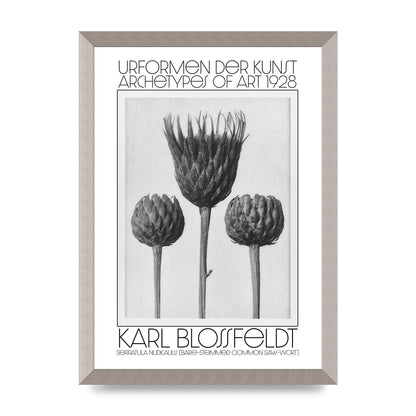 Karl Blossfeldt Urformen Der Kunst 1928 Serratula Nudicaulis Bare Stemmed Common Saw Wort Wall Art - A3 framed