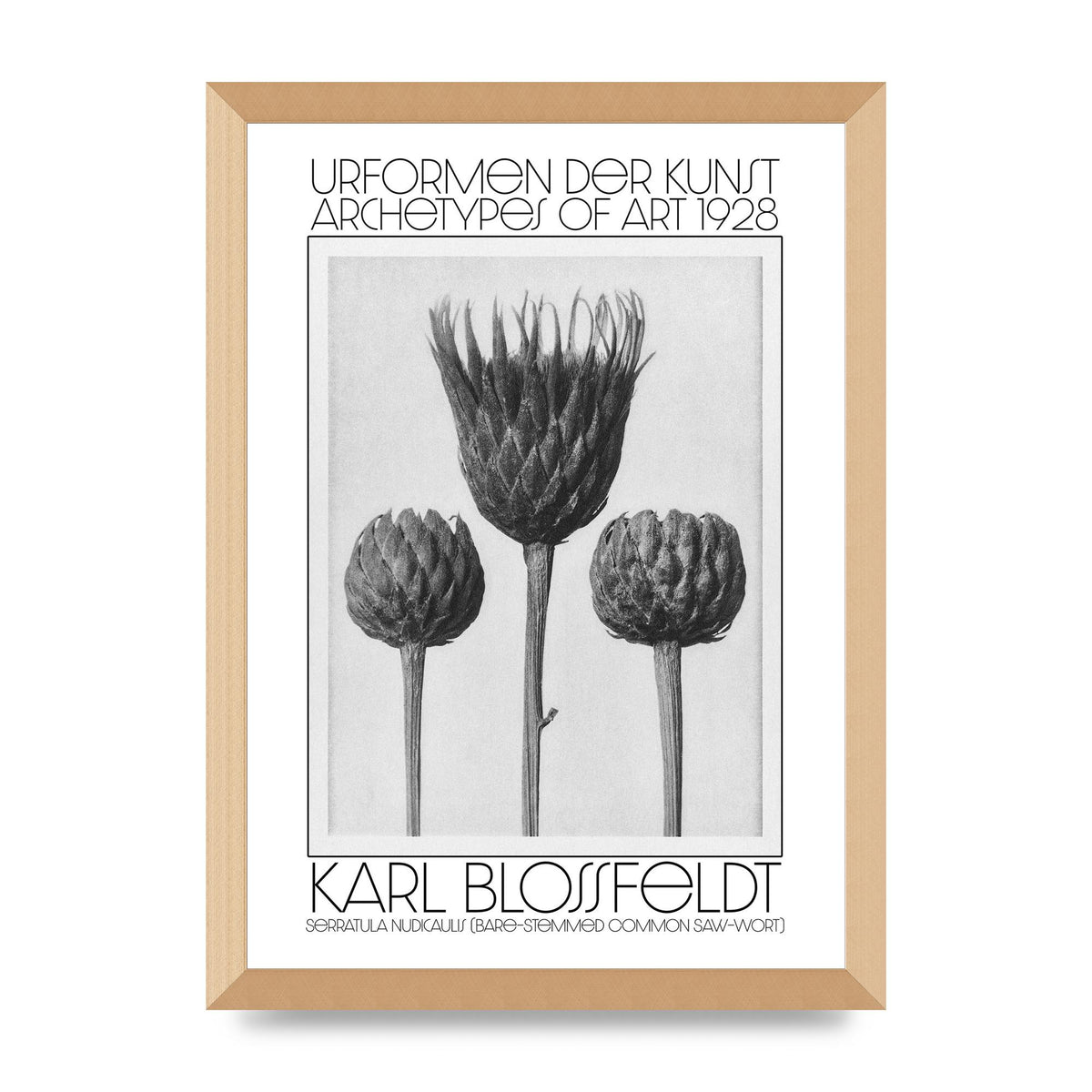 Karl Blossfeldt Urformen Der Kunst 1928 Serratula Nudicaulis Bare Stemmed Common Saw Wort Wall Art - A3 framed