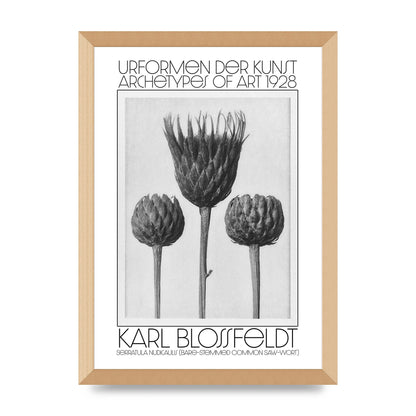 Karl Blossfeldt Urformen Der Kunst 1928 Serratula Nudicaulis Bare Stemmed Common Saw Wort Wall Art - A3 framed