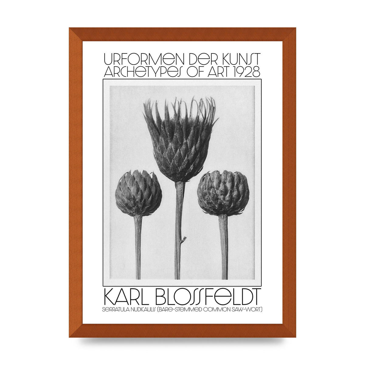 Karl Blossfeldt Urformen Der Kunst 1928 Serratula Nudicaulis Bare Stemmed Common Saw Wort Wall Art - A3 framed