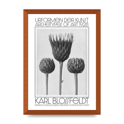 Karl Blossfeldt Urformen Der Kunst 1928 Serratula Nudicaulis Bare Stemmed Common Saw Wort Wall Art - A3 framed