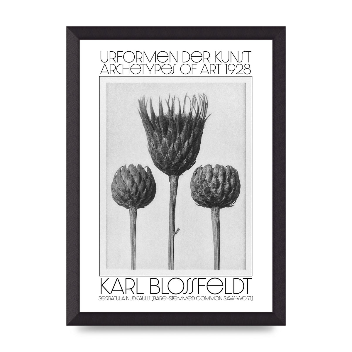 Karl Blossfeldt Urformen Der Kunst 1928 Serratula Nudicaulis Bare Stemmed Common Saw Wort Wall Art - A3 framed