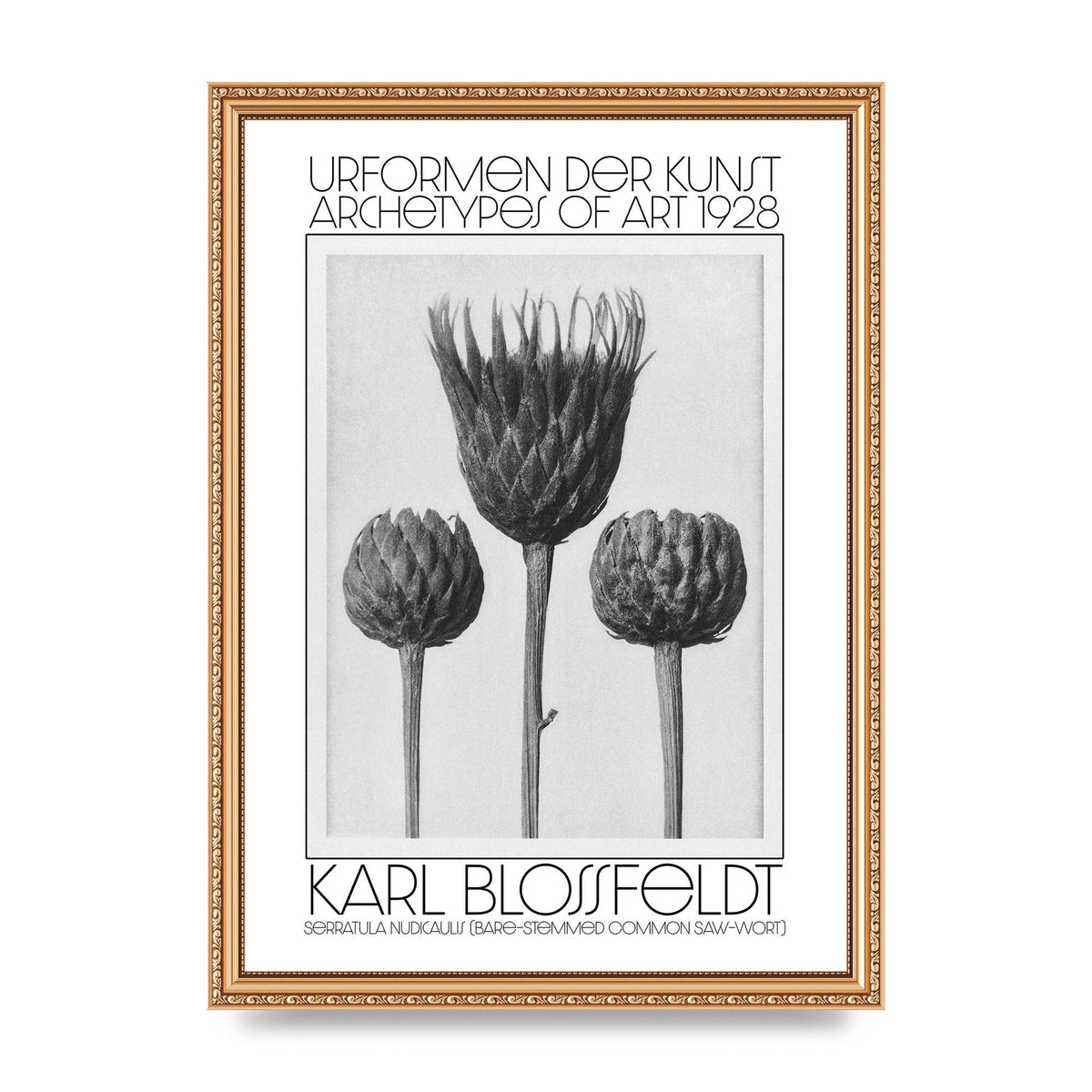 Karl Blossfeldt Urformen Der Kunst 1928 Serratula Nudicaulis Bare Stemmed Common Saw Wort Wall Art - A3 framed