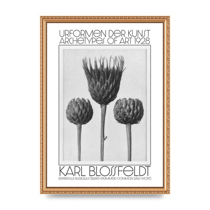 Karl Blossfeldt Urformen Der Kunst 1928 Serratula Nudicaulis Bare Stemmed Common Saw Wort Wall Art - A3 framed