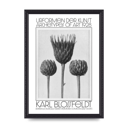 Karl Blossfeldt Urformen Der Kunst 1928 Serratula Nudicaulis Bare Stemmed Common Saw Wort Wall Art - A3 framed
