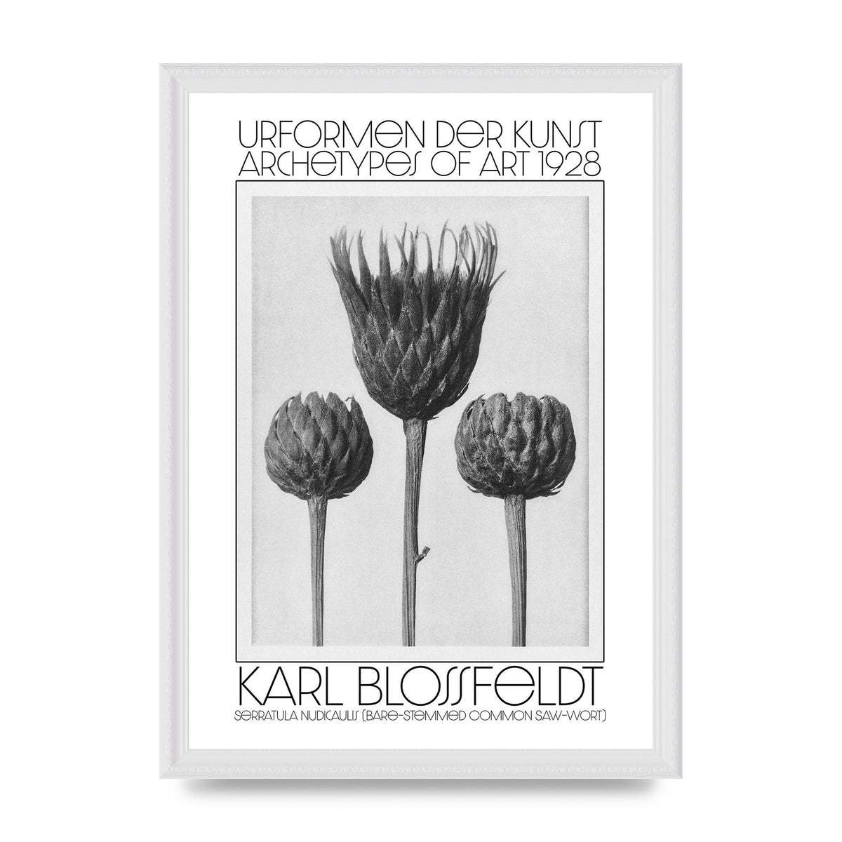Karl Blossfeldt Urformen Der Kunst 1928 Serratula Nudicaulis Bare Stemmed Common Saw Wort Wall Art - A3 framed