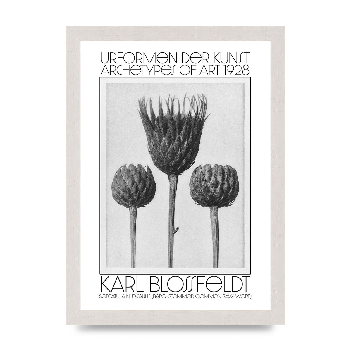 Karl Blossfeldt Urformen Der Kunst 1928 Serratula Nudicaulis Bare Stemmed Common Saw Wort Wall Art - A4 framed