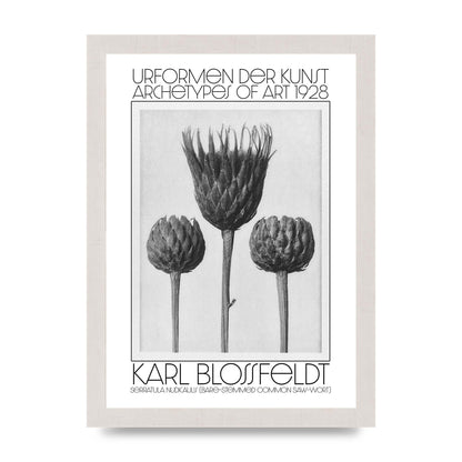 Karl Blossfeldt Urformen Der Kunst 1928 Serratula Nudicaulis Bare Stemmed Common Saw Wort Wall Art - A4 framed