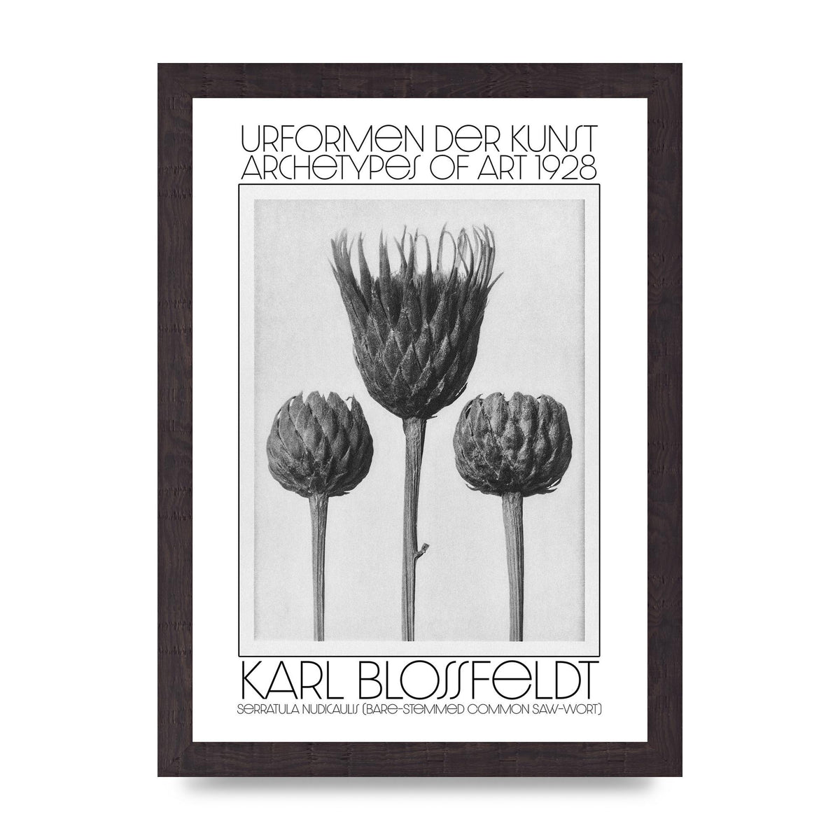 Karl Blossfeldt Urformen Der Kunst 1928 Serratula Nudicaulis Bare Stemmed Common Saw Wort Wall Art - A4 framed