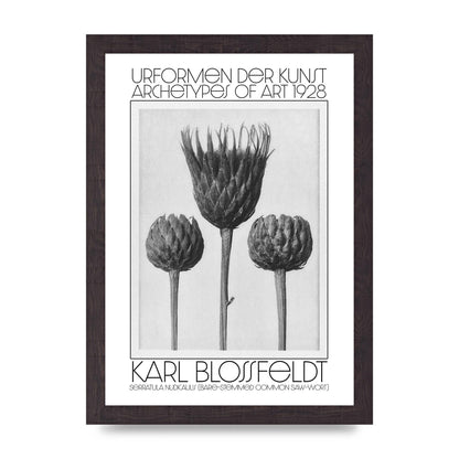 Karl Blossfeldt Urformen Der Kunst 1928 Serratula Nudicaulis Bare Stemmed Common Saw Wort Wall Art - A4 framed