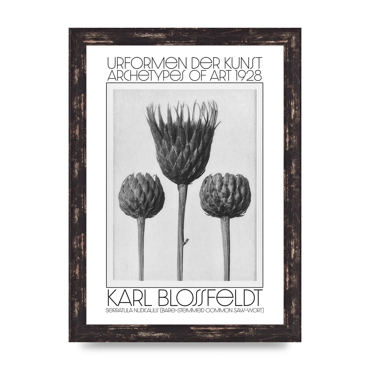 Karl Blossfeldt Urformen Der Kunst 1928 Serratula Nudicaulis Bare Stemmed Common Saw Wort Wall Art - A4 framed