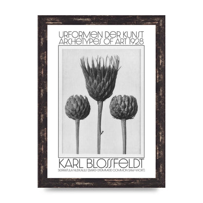 Karl Blossfeldt Urformen Der Kunst 1928 Serratula Nudicaulis Bare Stemmed Common Saw Wort Wall Art - A4 framed