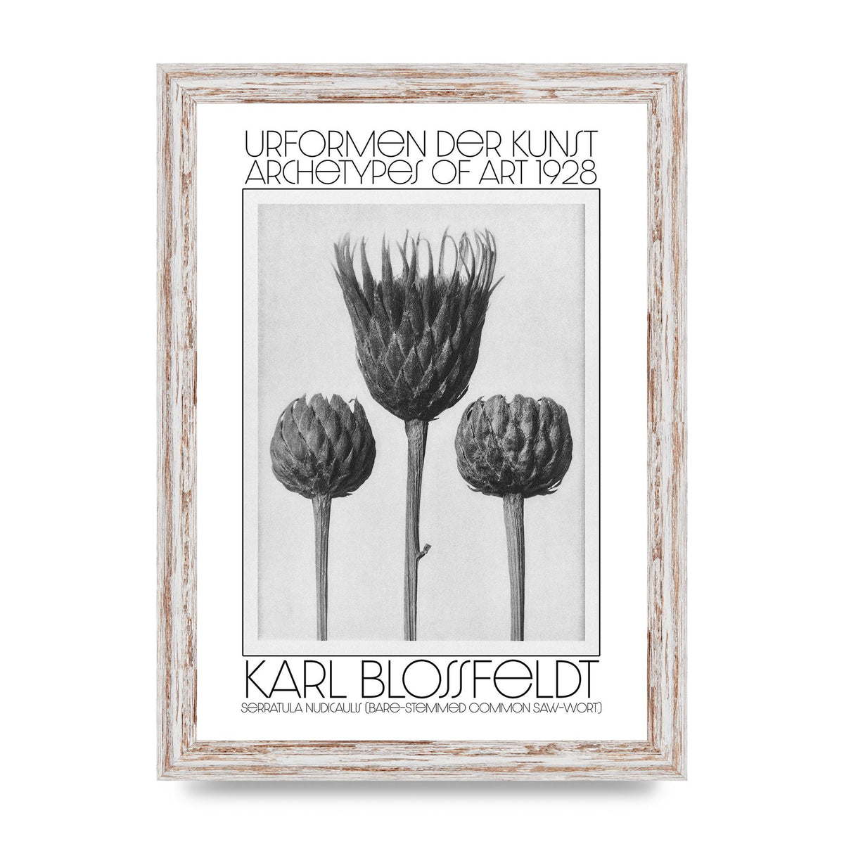 Karl Blossfeldt Urformen Der Kunst 1928 Serratula Nudicaulis Bare Stemmed Common Saw Wort Wall Art - A4 framed