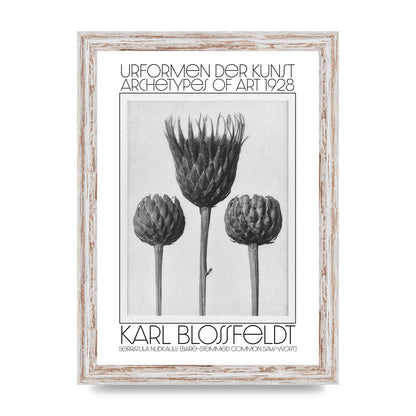 Karl Blossfeldt Urformen Der Kunst 1928 Serratula Nudicaulis Bare Stemmed Common Saw Wort Wall Art - A4 framed