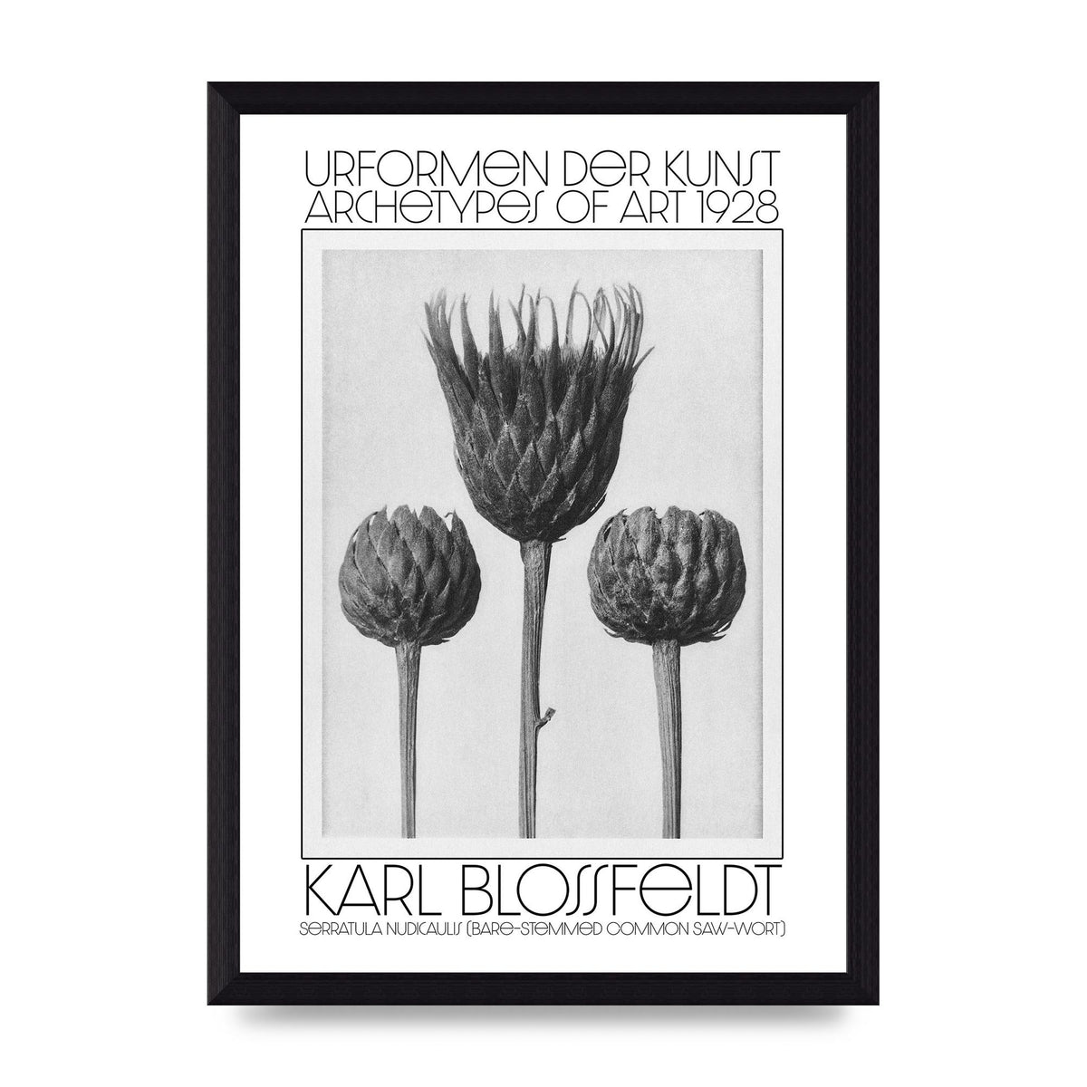 Karl Blossfeldt Urformen Der Kunst 1928 Serratula Nudicaulis Bare Stemmed Common Saw Wort Wall Art - A4 framed