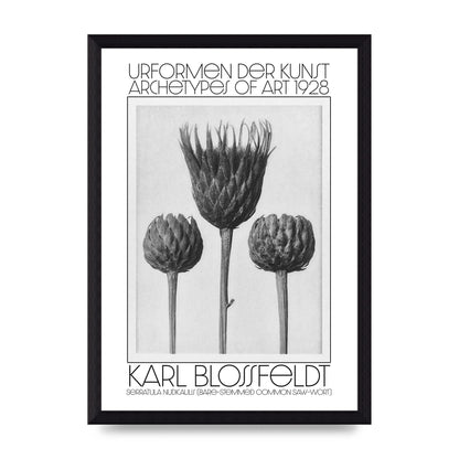 Karl Blossfeldt Urformen Der Kunst 1928 Serratula Nudicaulis Bare Stemmed Common Saw Wort Wall Art - A4 framed