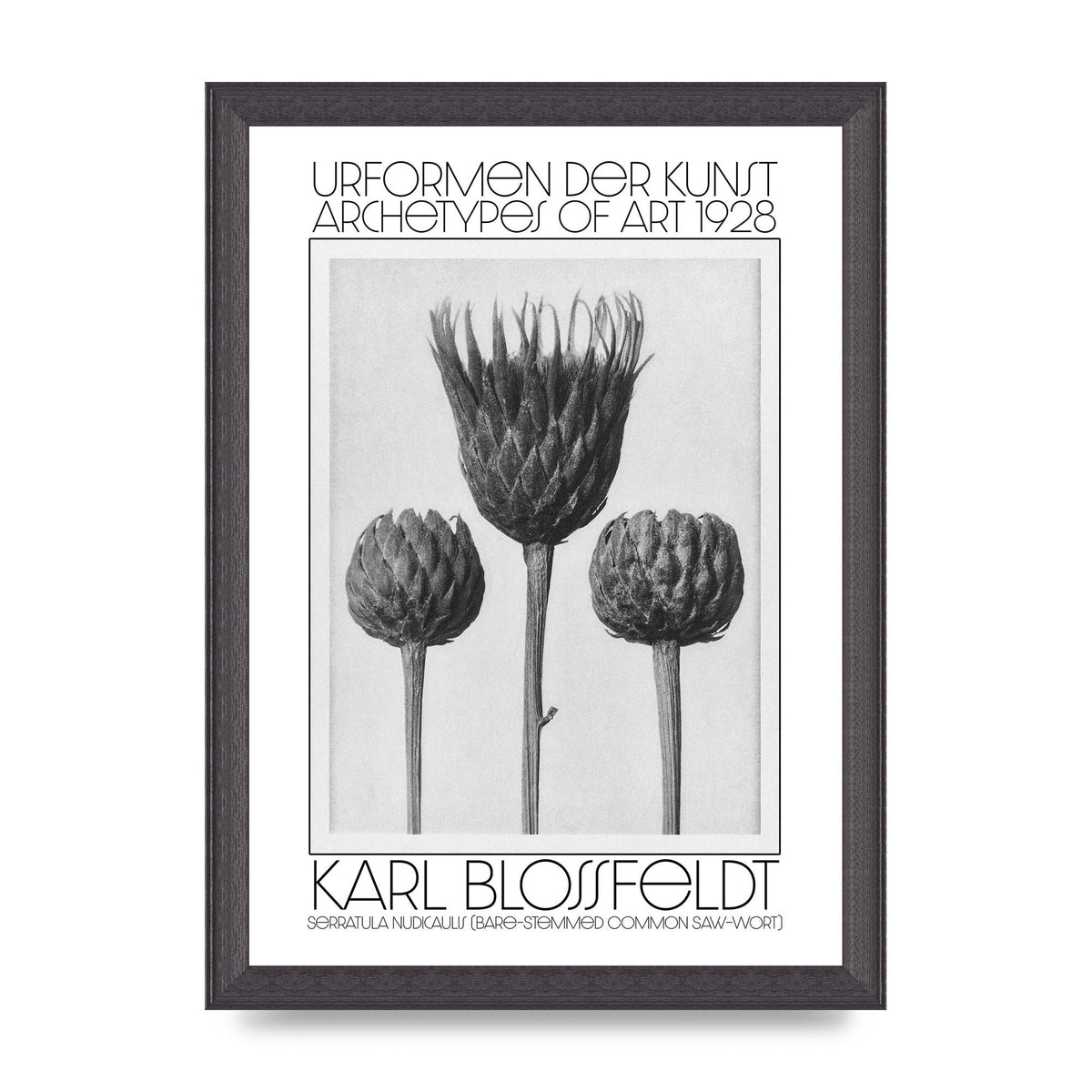 Karl Blossfeldt Urformen Der Kunst 1928 Serratula Nudicaulis Bare Stemmed Common Saw Wort Wall Art - A4 framed