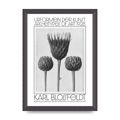 Karl Blossfeldt Urformen Der Kunst 1928 Serratula Nudicaulis Bare Stemmed Common Saw Wort Wall Art - A4 framed