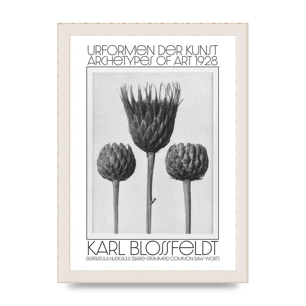 Karl Blossfeldt Urformen Der Kunst 1928 Serratula Nudicaulis Bare Stemmed Common Saw Wort Wall Art - A4 framed