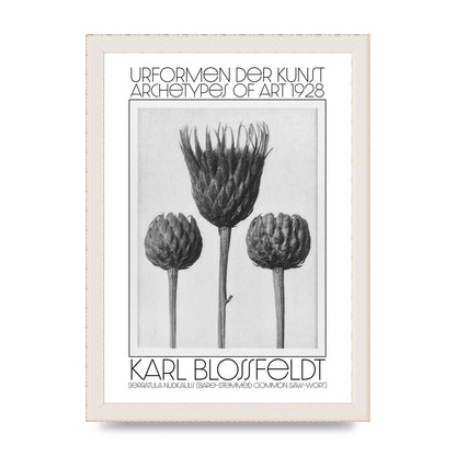 Karl Blossfeldt Urformen Der Kunst 1928 Serratula Nudicaulis Bare Stemmed Common Saw Wort Wall Art - A4 framed