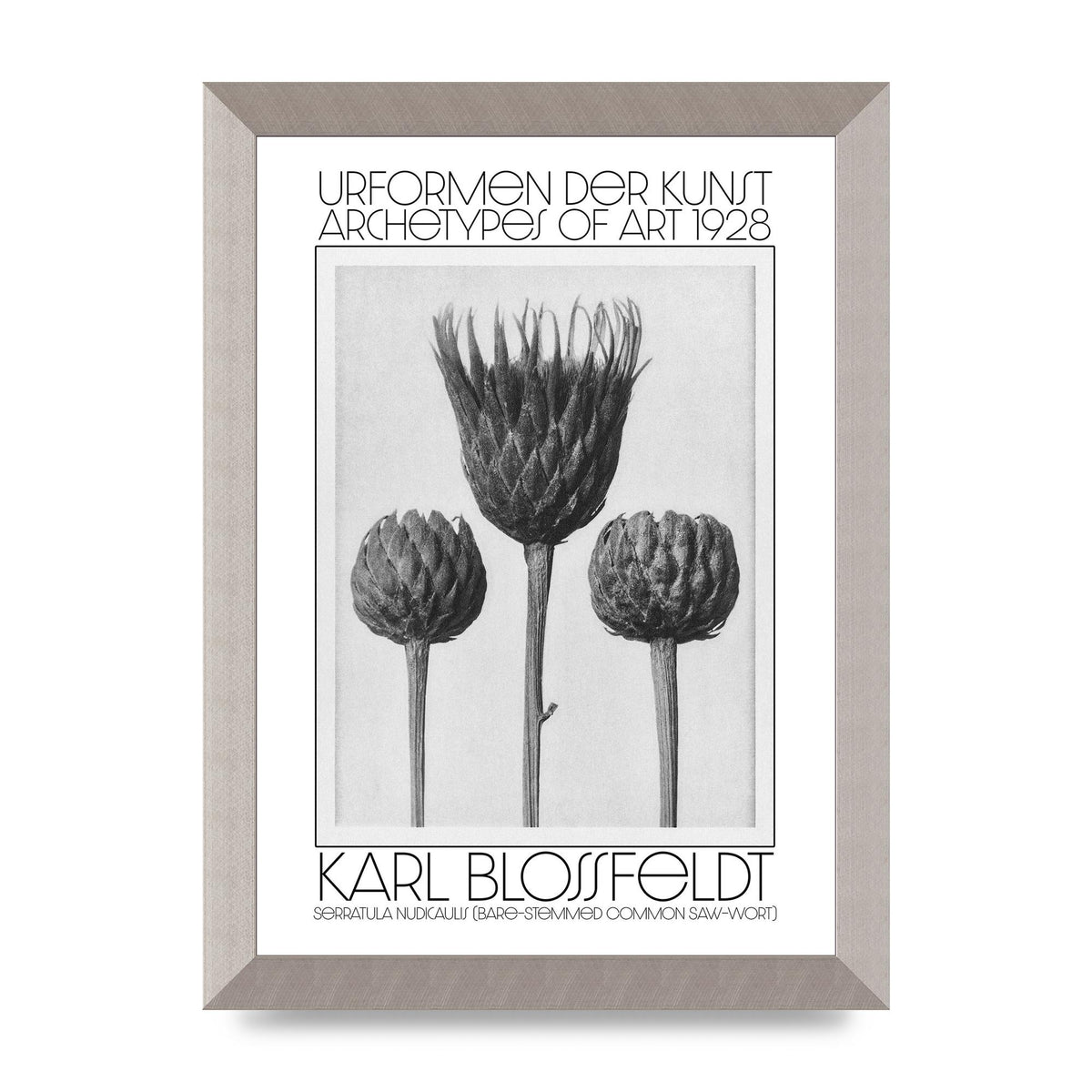Karl Blossfeldt Urformen Der Kunst 1928 Serratula Nudicaulis Bare Stemmed Common Saw Wort Wall Art - A4 framed
