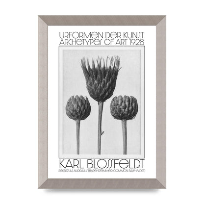 Karl Blossfeldt Urformen Der Kunst 1928 Serratula Nudicaulis Bare Stemmed Common Saw Wort Wall Art - A4 framed