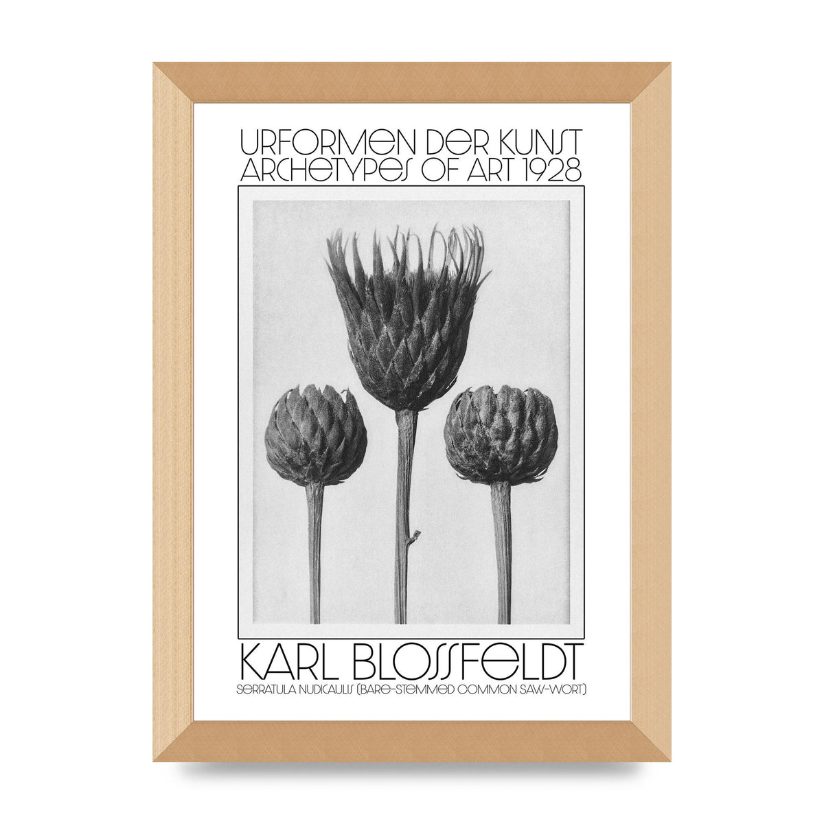 Karl Blossfeldt Urformen Der Kunst 1928 Serratula Nudicaulis Bare Stemmed Common Saw Wort Wall Art - A4 framed