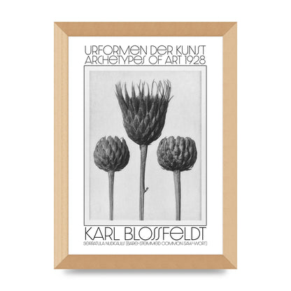 Karl Blossfeldt Urformen Der Kunst 1928 Serratula Nudicaulis Bare Stemmed Common Saw Wort Wall Art - A4 framed