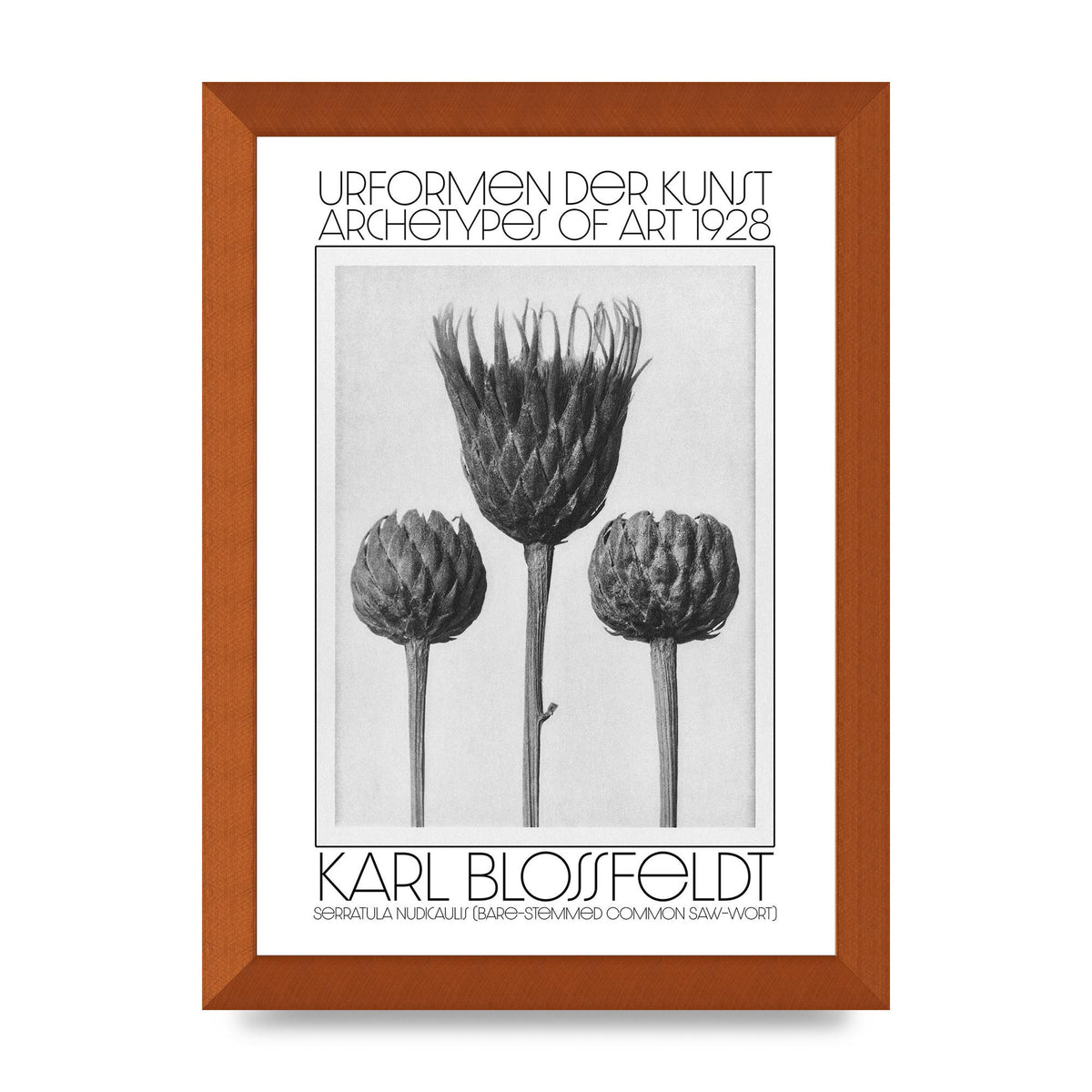 Karl Blossfeldt Urformen Der Kunst 1928 Serratula Nudicaulis Bare Stemmed Common Saw Wort Wall Art - A4 framed