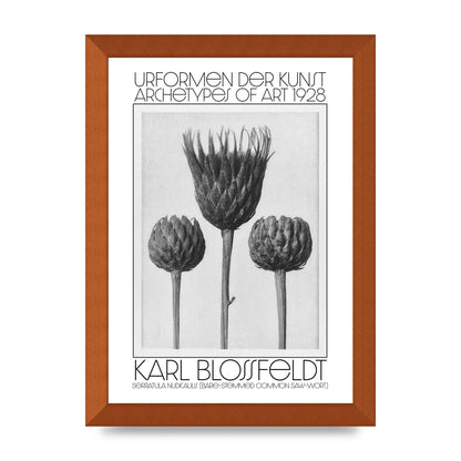 Karl Blossfeldt Urformen Der Kunst 1928 Serratula Nudicaulis Bare Stemmed Common Saw Wort Wall Art - A4 framed