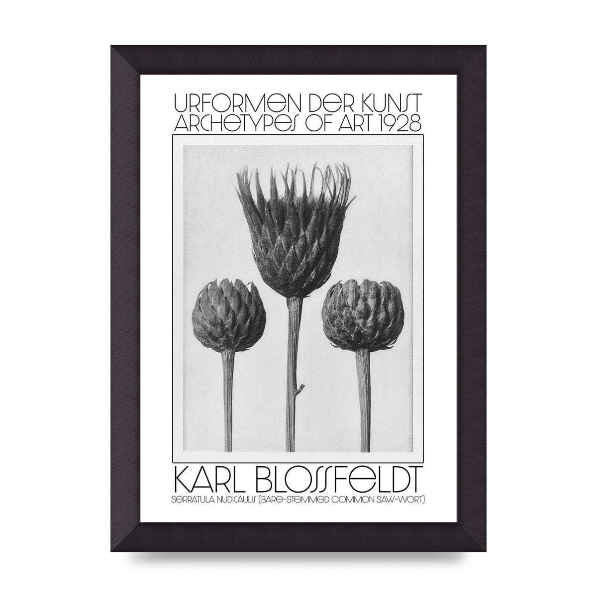 Karl Blossfeldt Urformen Der Kunst 1928 Serratula Nudicaulis Bare Stemmed Common Saw Wort Wall Art - A4 framed