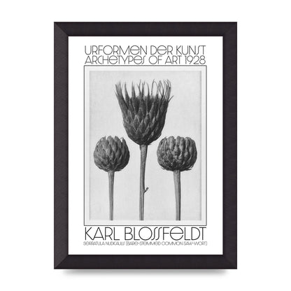 Karl Blossfeldt Urformen Der Kunst 1928 Serratula Nudicaulis Bare Stemmed Common Saw Wort Wall Art - A4 framed