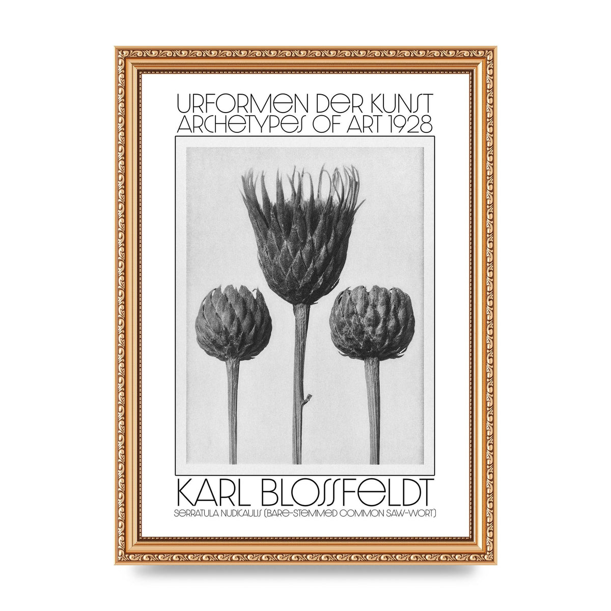 Karl Blossfeldt Urformen Der Kunst 1928 Serratula Nudicaulis Bare Stemmed Common Saw Wort Wall Art - A4 framed