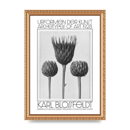 Karl Blossfeldt Urformen Der Kunst 1928 Serratula Nudicaulis Bare Stemmed Common Saw Wort Wall Art - A4 framed