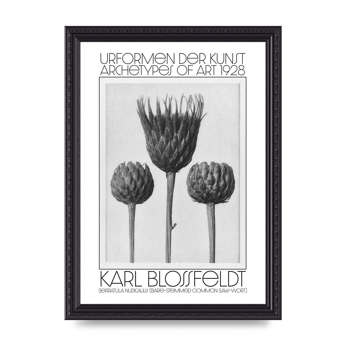 Karl Blossfeldt Urformen Der Kunst 1928 Serratula Nudicaulis Bare Stemmed Common Saw Wort Wall Art - A4 framed
