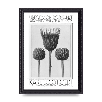 Karl Blossfeldt Urformen Der Kunst 1928 Serratula Nudicaulis Bare Stemmed Common Saw Wort Wall Art - A4 framed