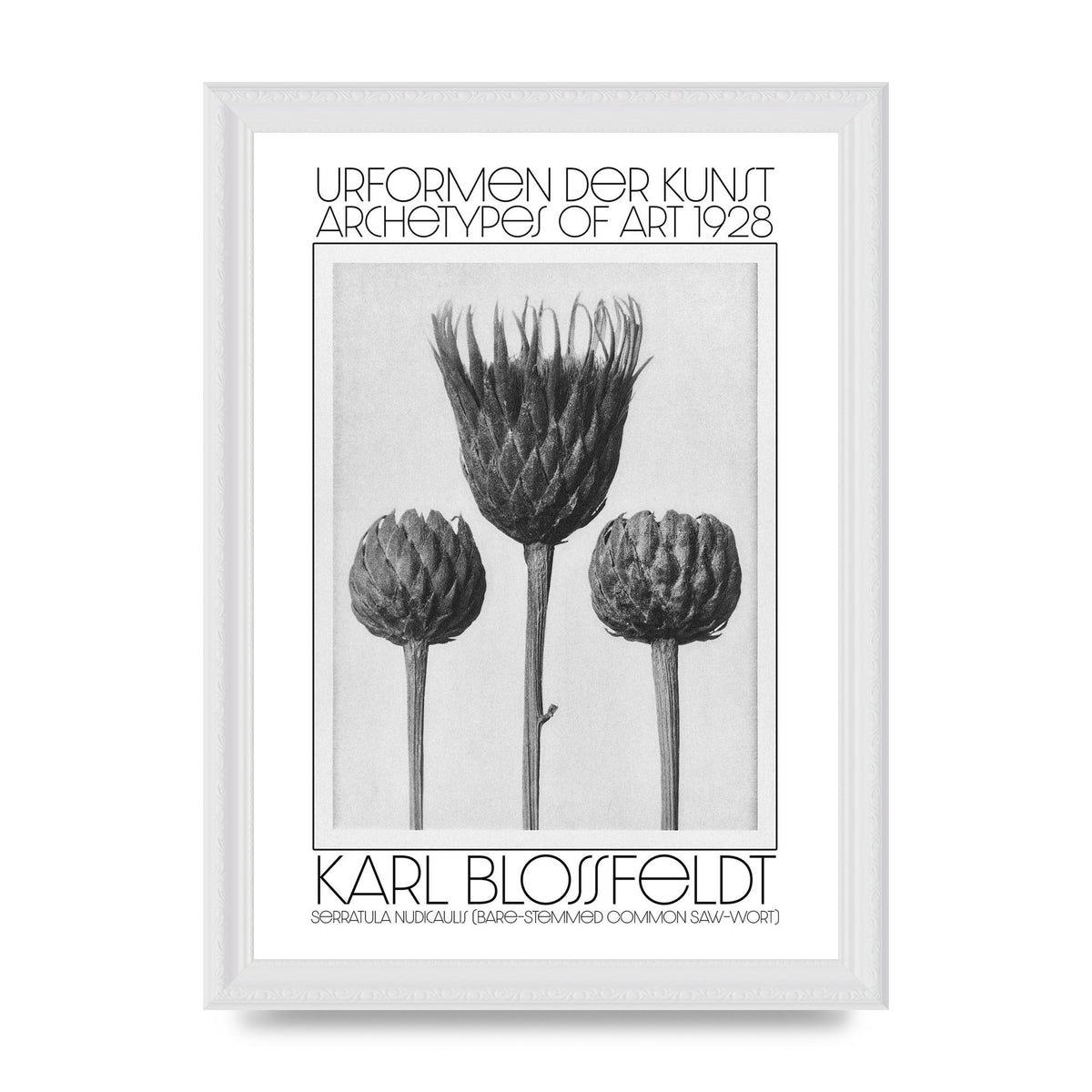 Karl Blossfeldt Urformen Der Kunst 1928 Serratula Nudicaulis Bare Stemmed Common Saw Wort Wall Art - A4 framed