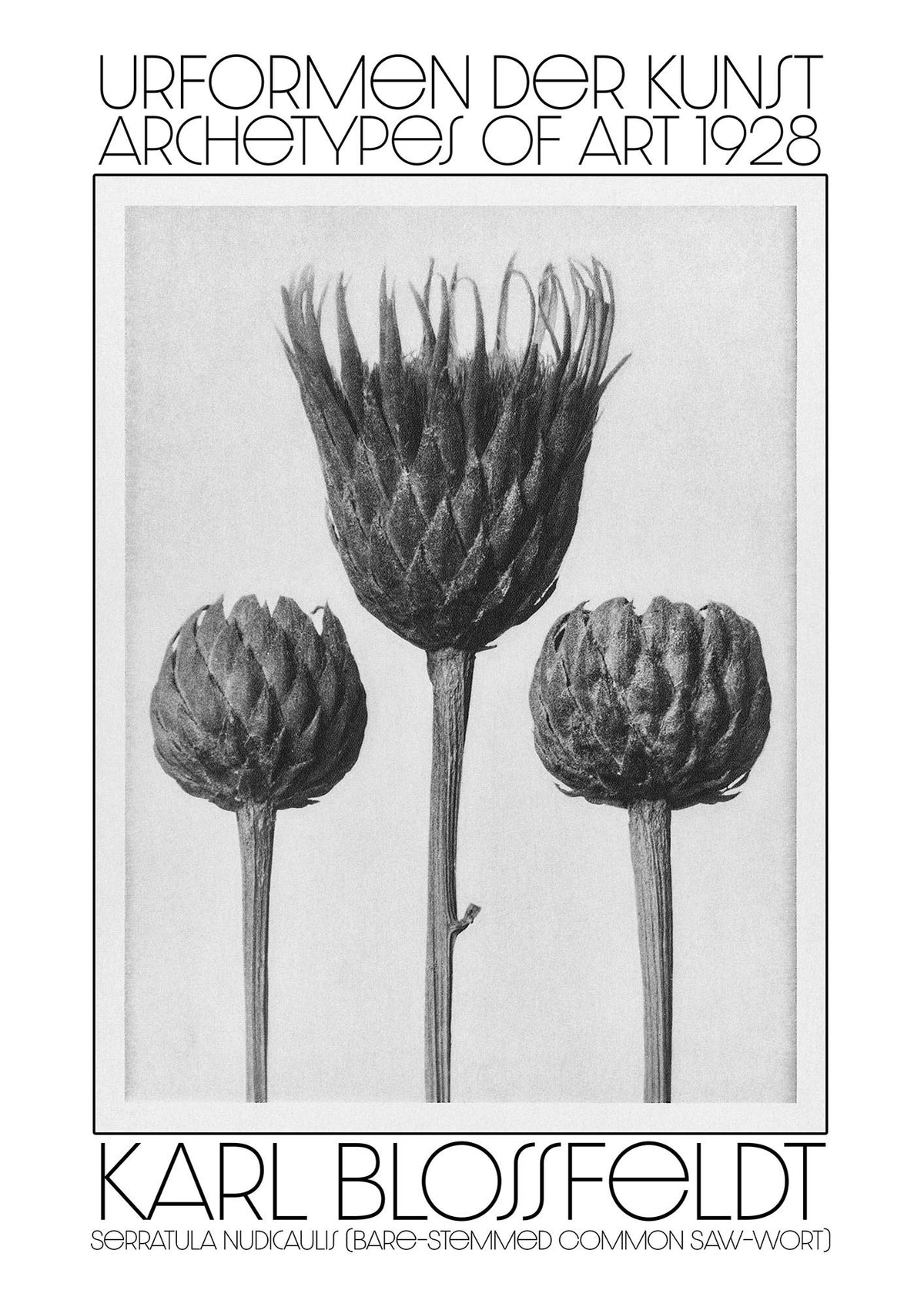 Karl Blossfeldt Urformen Der Kunst 1928 Serratula Nudicaulis Bare Stemmed Common Saw Wort Wall Art - detail