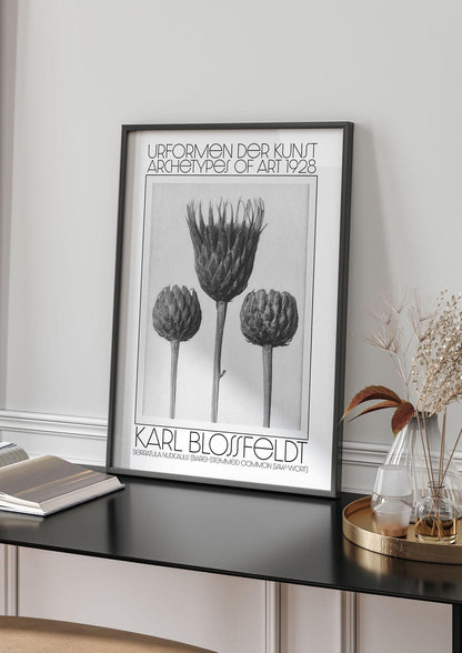Karl Blossfeldt Urformen Der Kunst 1928 Serratula Nudicaulis Bare Stemmed Common Saw Wort Wall Art - living room 4