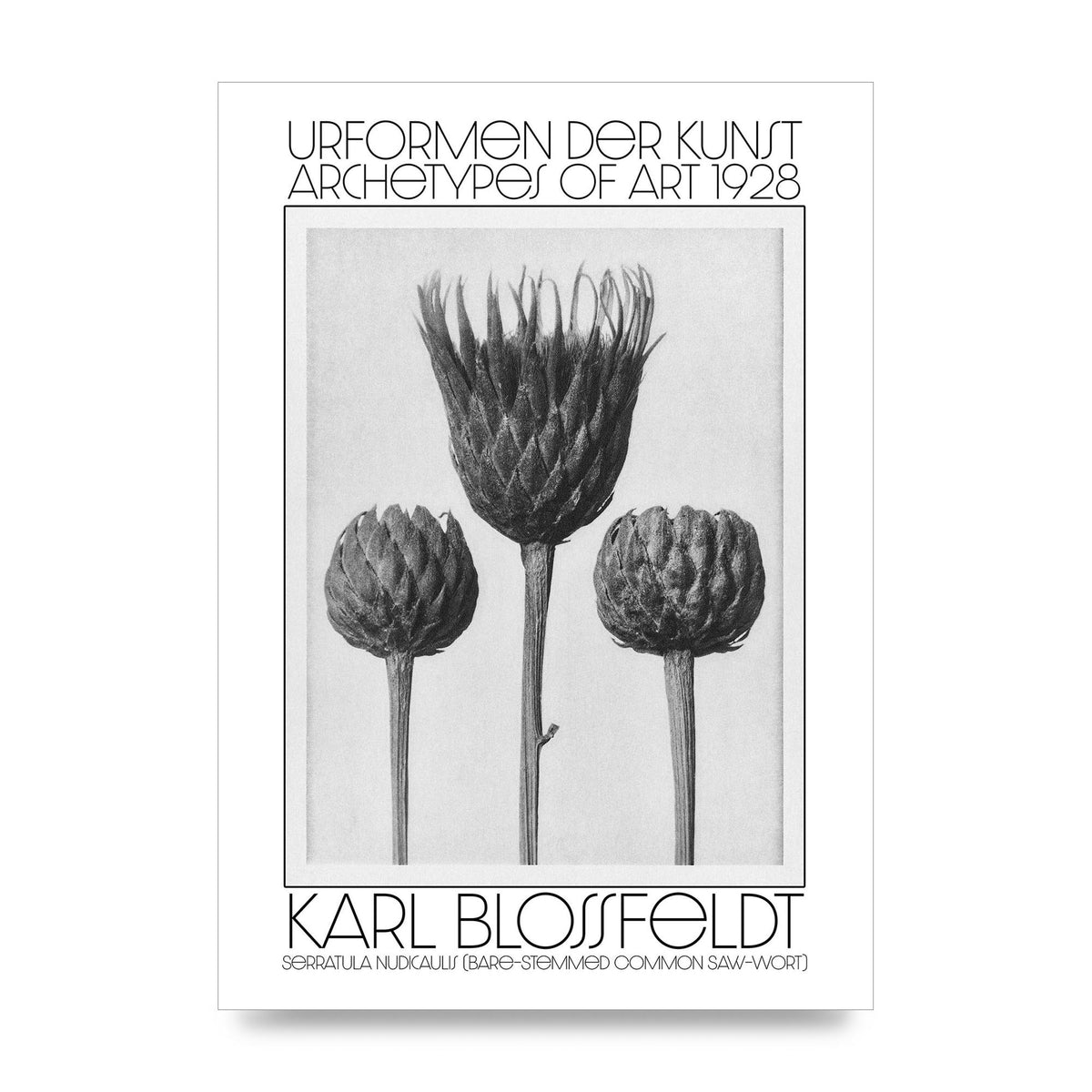 Karl Blossfeldt Urformen Der Kunst 1928 Serratula Nudicaulis Bare Stemmed Common Saw Wort Wall Art - unframed print