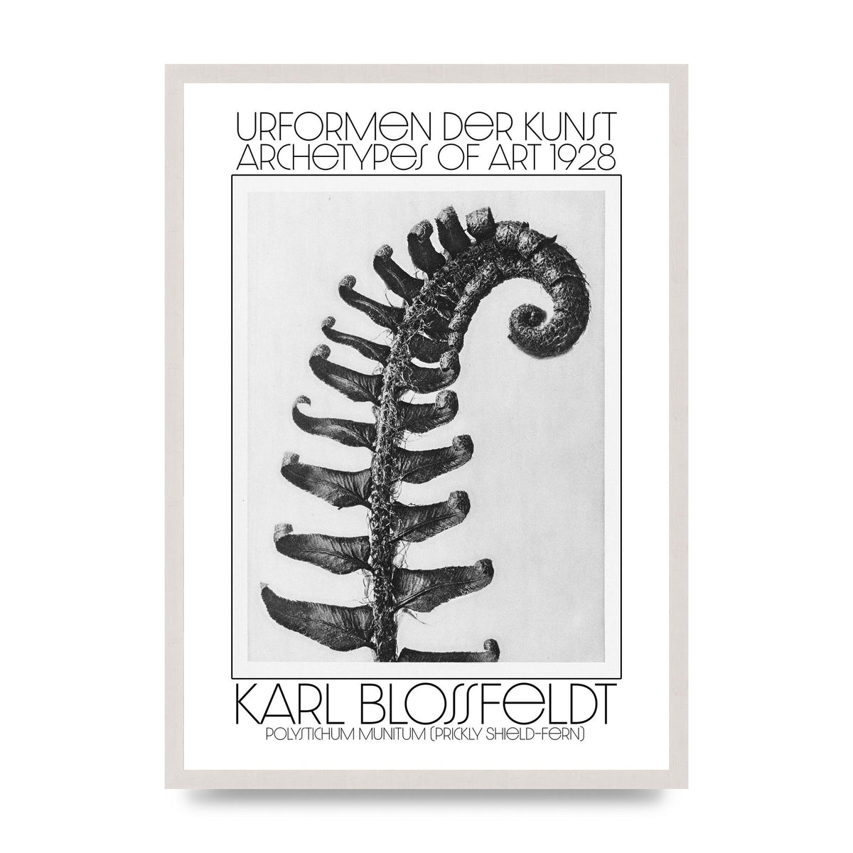 Karl Blossfeldt Urformen Der Kunst 1928 Polystichum Munitum Prickly Shield Fern Art For The Home - A2 framed
