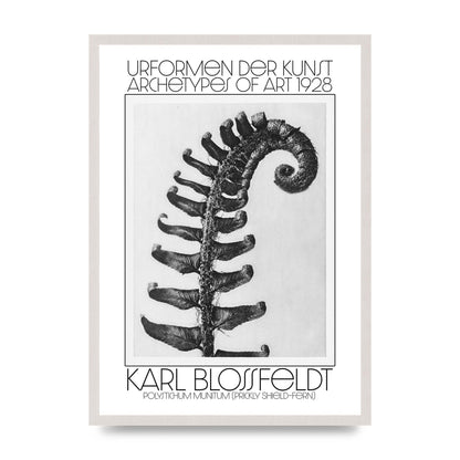 Karl Blossfeldt Urformen Der Kunst 1928 Polystichum Munitum Prickly Shield Fern Art For The Home - A2 framed