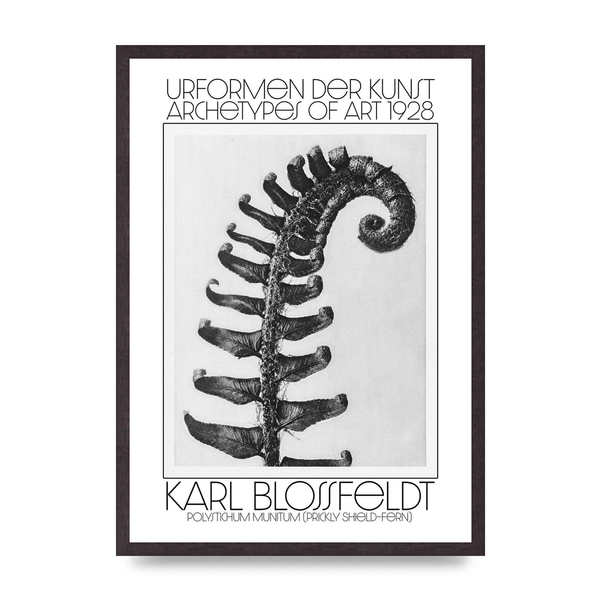 Karl Blossfeldt Urformen Der Kunst 1928 Polystichum Munitum Prickly Shield Fern Art For The Home - A2 framed