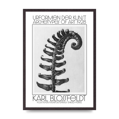 Karl Blossfeldt Urformen Der Kunst 1928 Polystichum Munitum Prickly Shield Fern Art For The Home - A2 framed